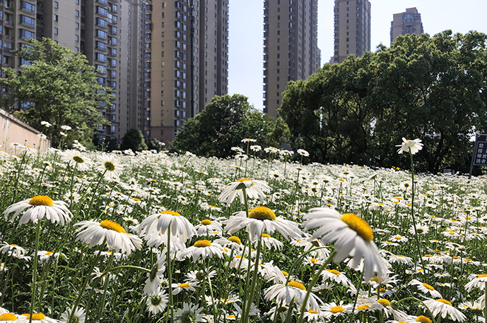 實(shí)景效果